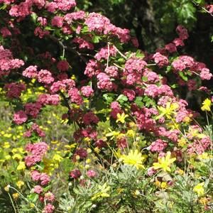 Meet your Posher, Anja